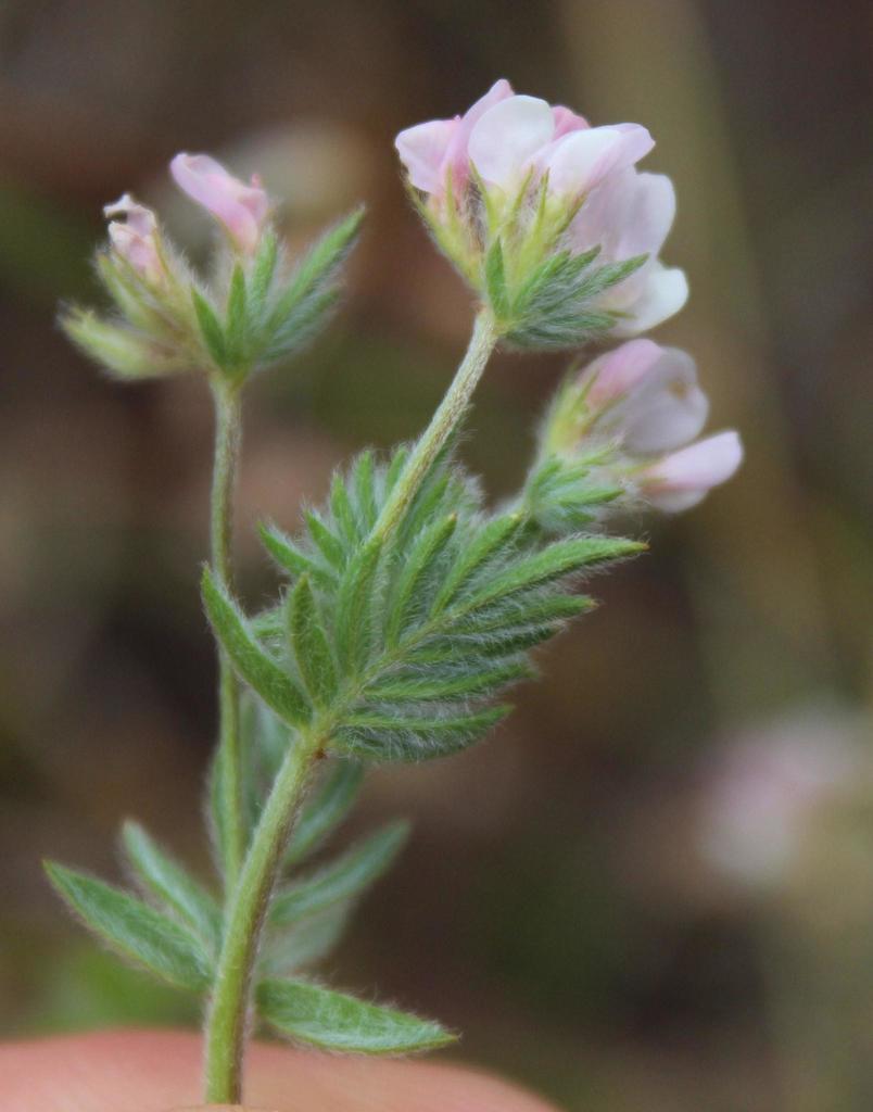 Ornithopus sativus (Common birdsfoot), non-native California herb