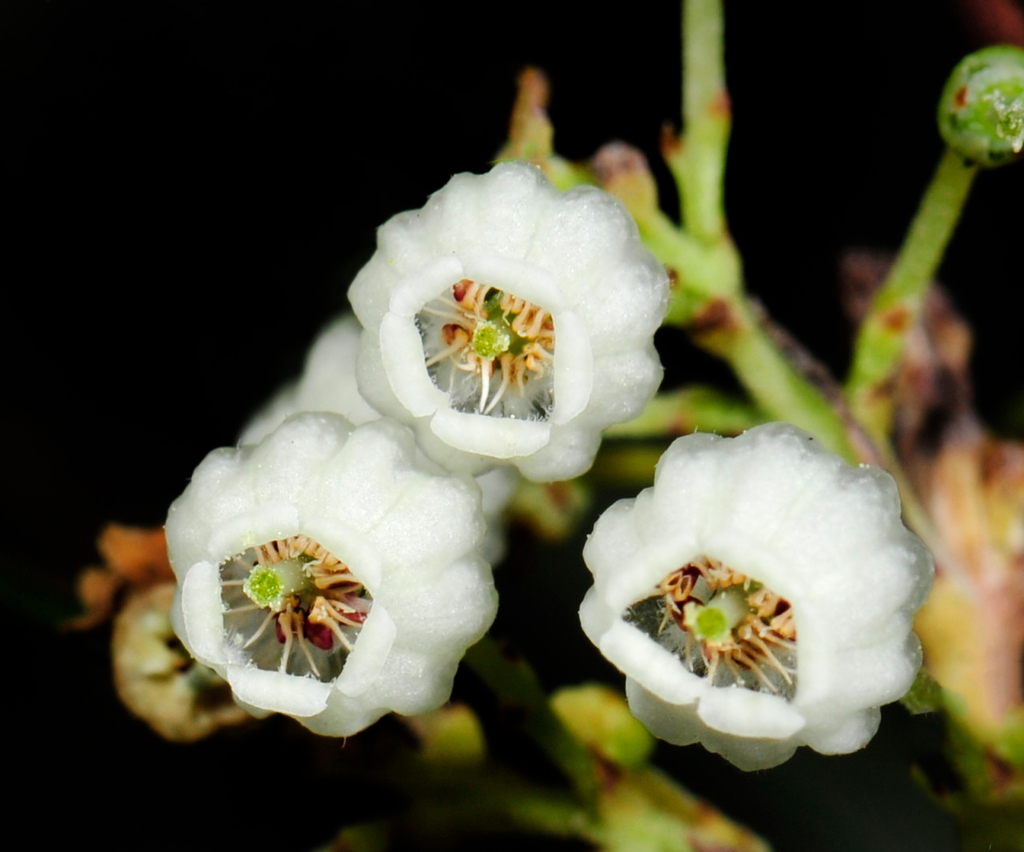 Ornithostaphylos oppositifolia (Baja california birdbush), native California shrub