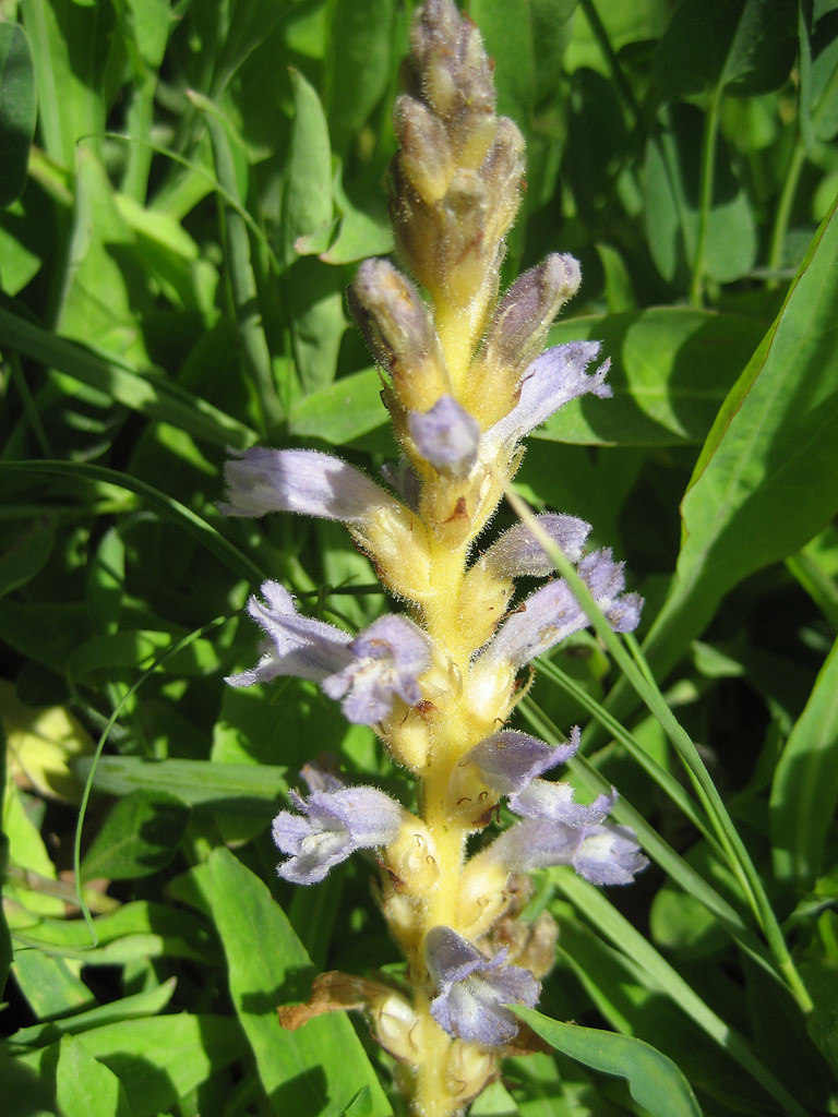 Orobanche aegyptiaca (Egyptian broomrape), California herb