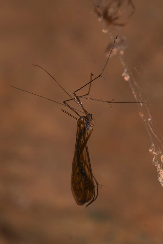 Orobittacus obscurus (Gold Rush Hanging Scorpionfly), California species