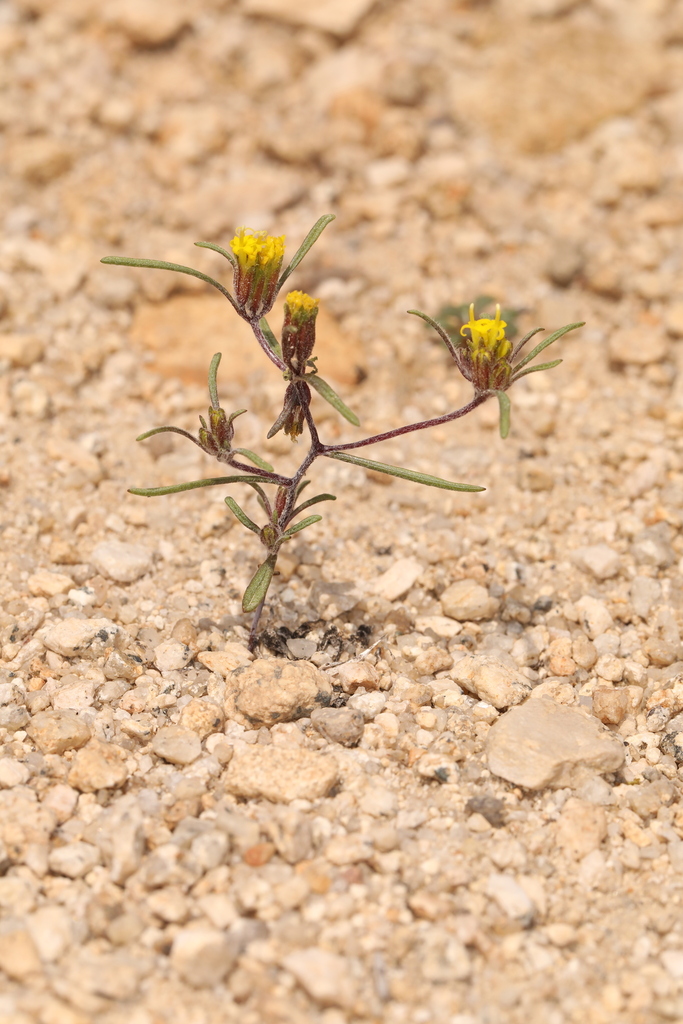 Orochaenactis thysanocarpha (California mountainpincushion), native California herb
