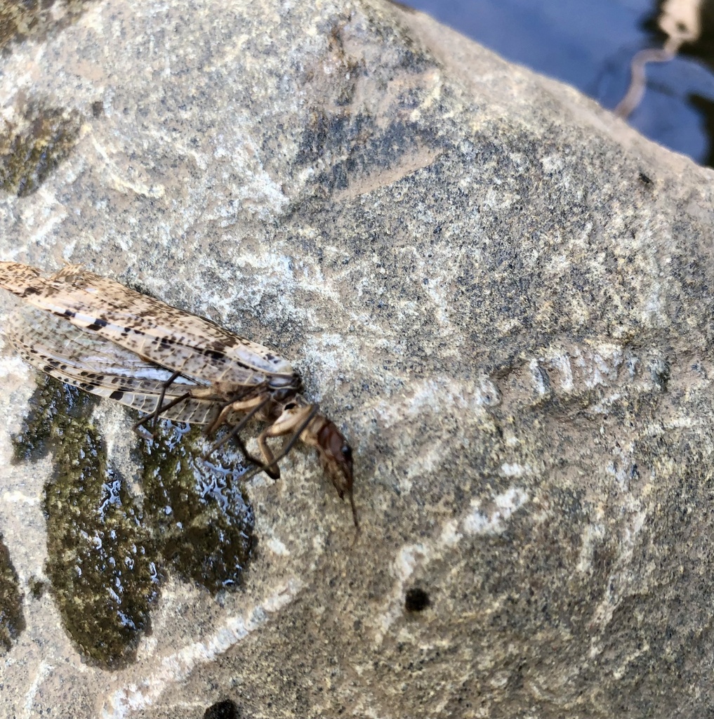 Orohermes crepusculus, California species