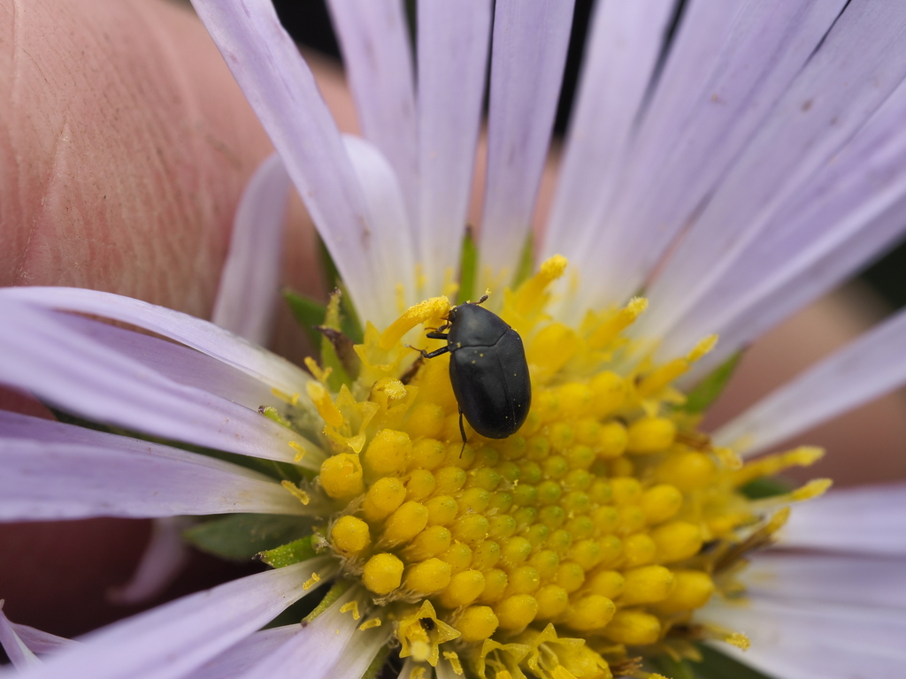 Orphilus subnitidus (Dark Carpet Beetle), California species