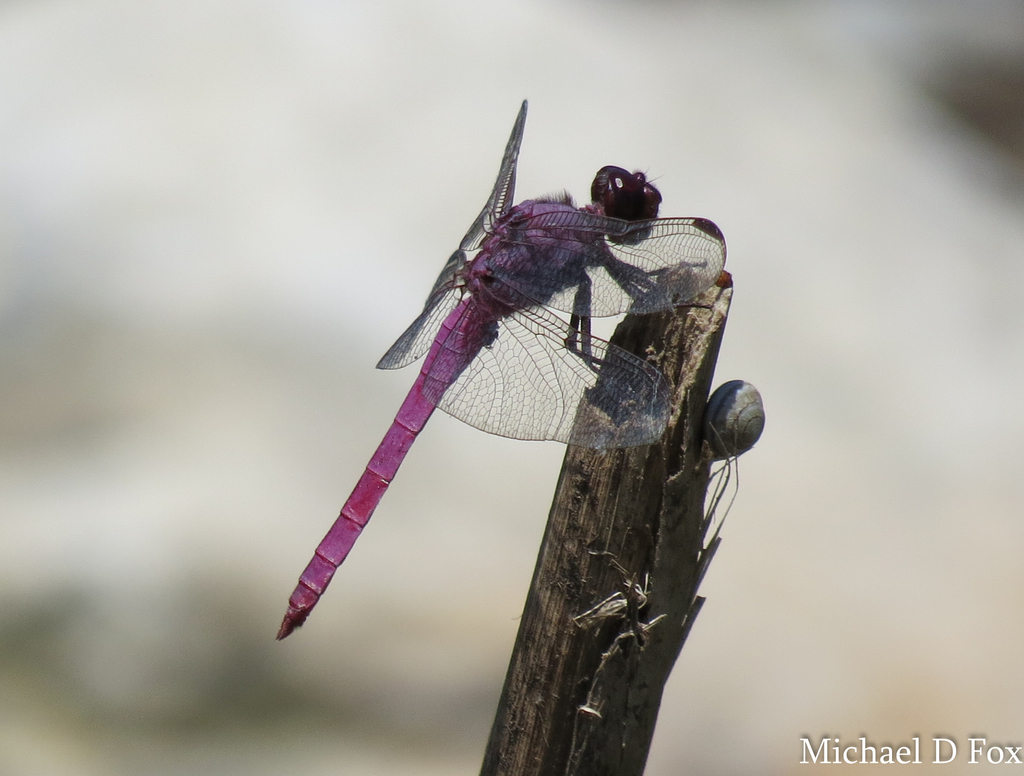 Orthemis ferruginea (Roseate Skimmer), California species