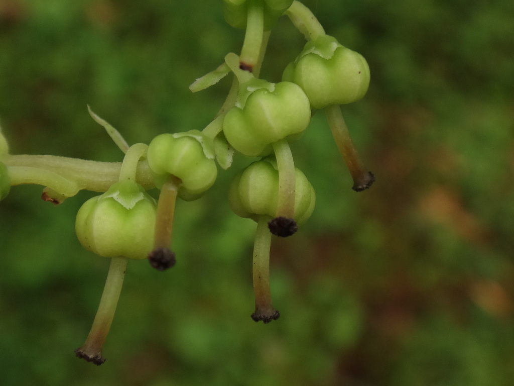 Orthilia secunda (One-sided wintergreen), native California subshrub