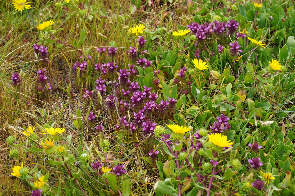 Orthocarpus bracteosus (Bracted owl's clover), native California herb