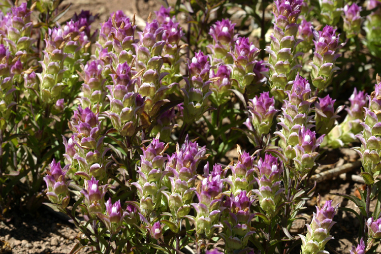 Orthocarpus cuspidatus — parent species of Orthocarpus cuspidatus subsp. cryptanthus
