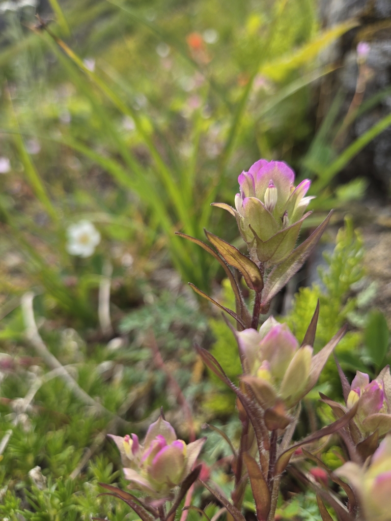 Orthocarpus imbricatus (Imbricate owl's clover), native California herb