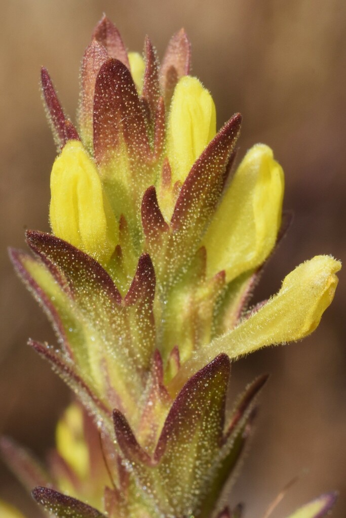 Orthocarpus luteus (Yellow owl's clover), native California herb