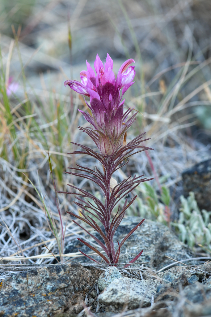 Orthocarpus pachystachyus (Shasta orthocarpus), native California herb