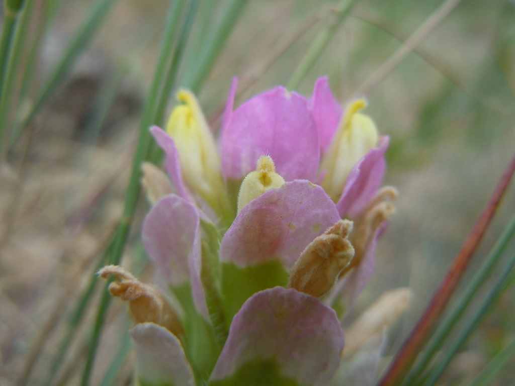 Orthocarpus sp., native California annual