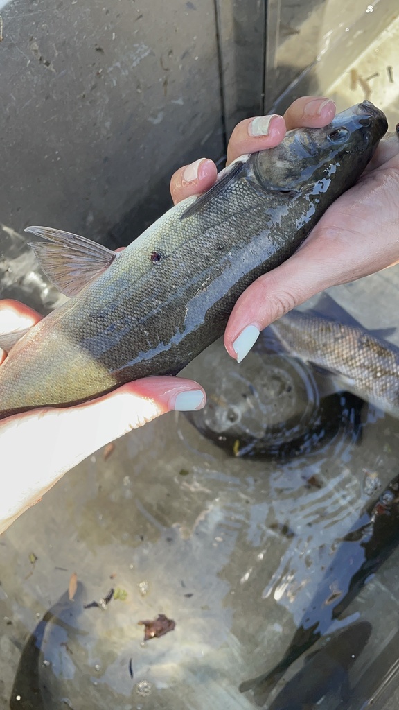 Orthodon microlepidotus (Sacramento blackfish), California species