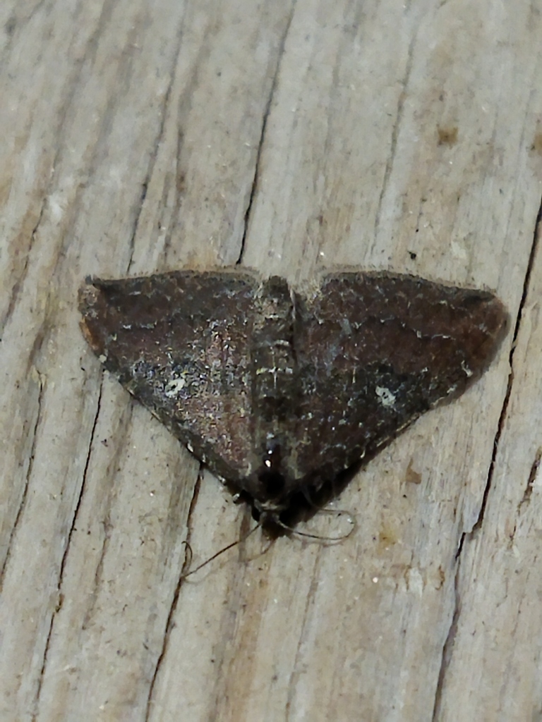 Orthonama obstipata (The Gem), California species