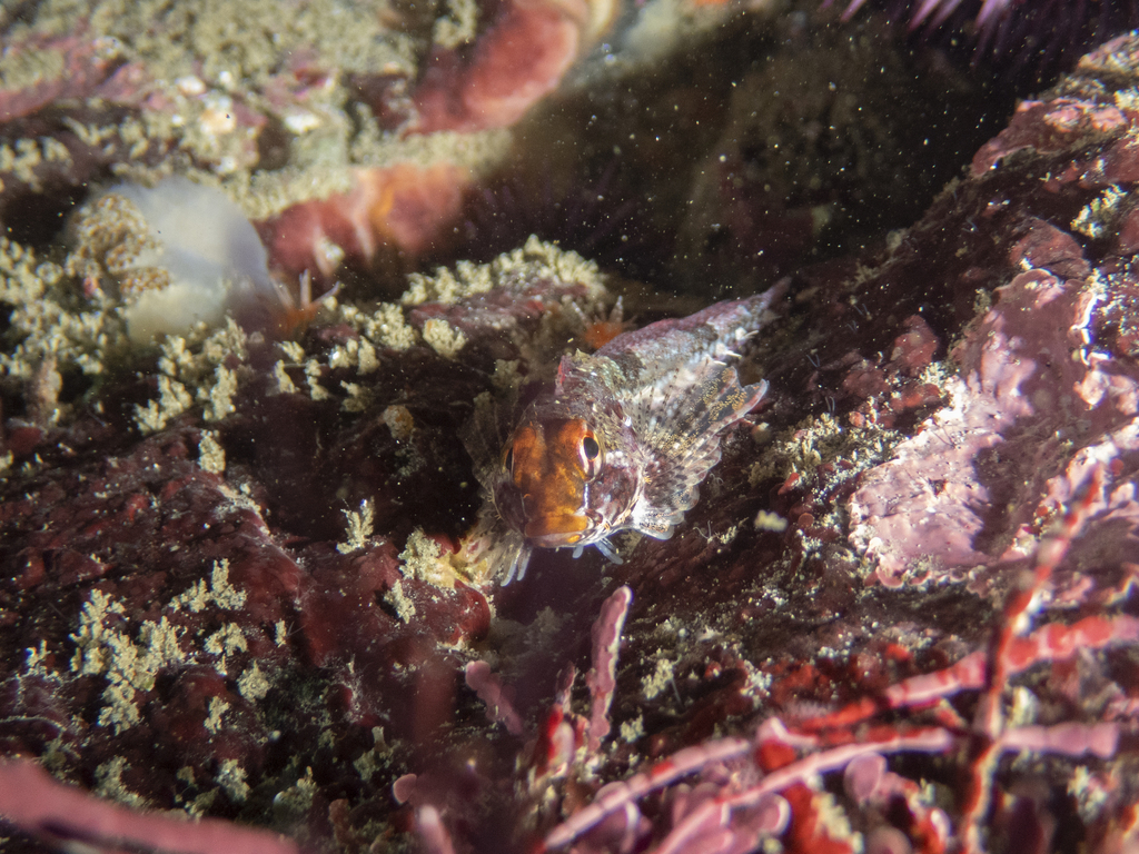 Orthonopias triacis (Snubnose Sculpin), California species