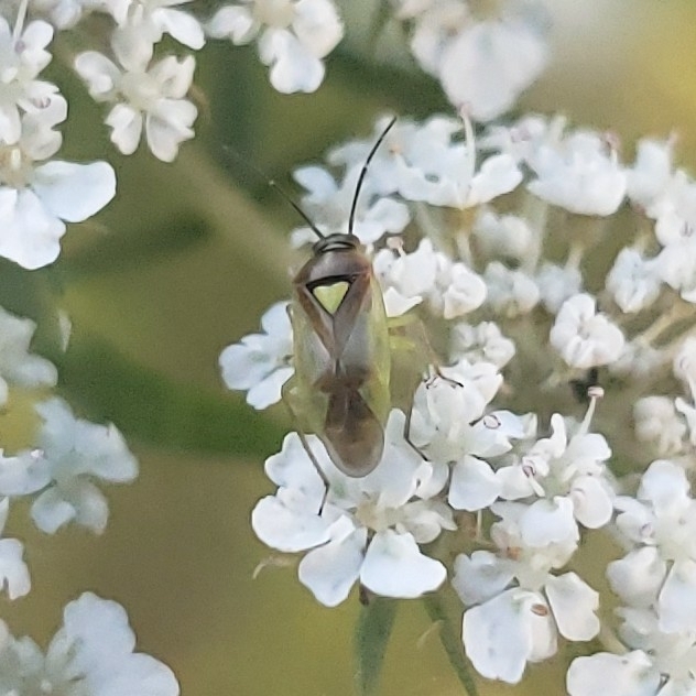 Orthops scutellatus (Carrot Plant Bug), California species