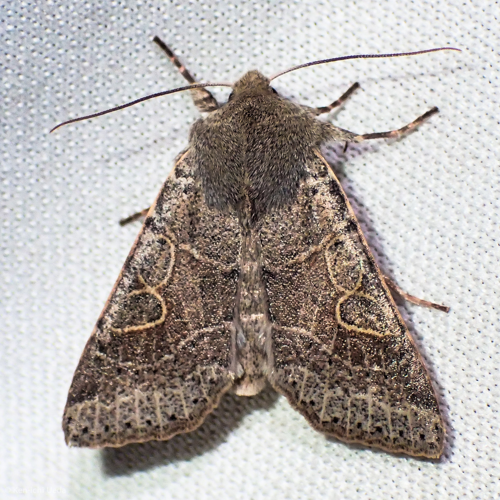Orthosia behrensiana, California species