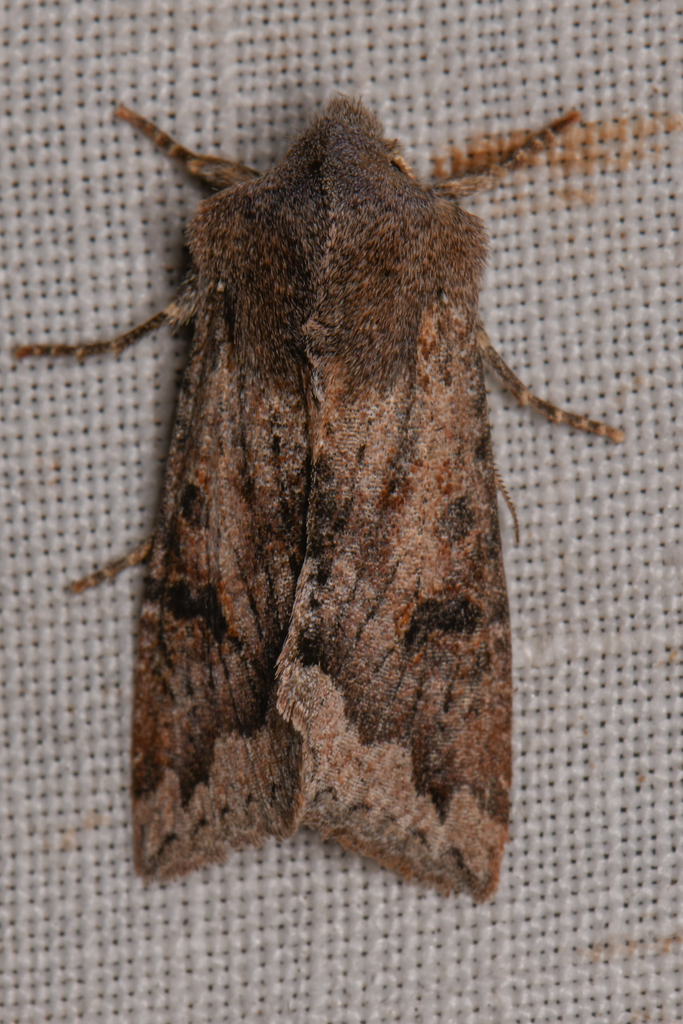 Orthosia erythrolita (Pink-barred Quaker), California species
