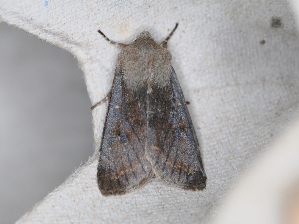 Orthosia hibisci (Speckled Green Fruitworm Moth), California species