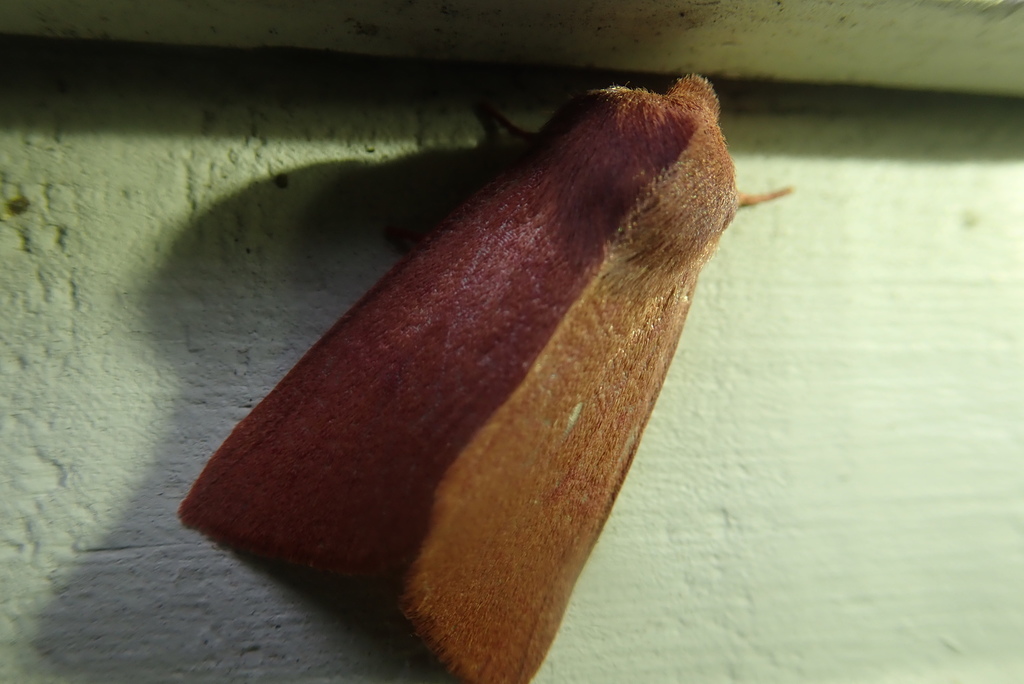 Orthosia mys, California species