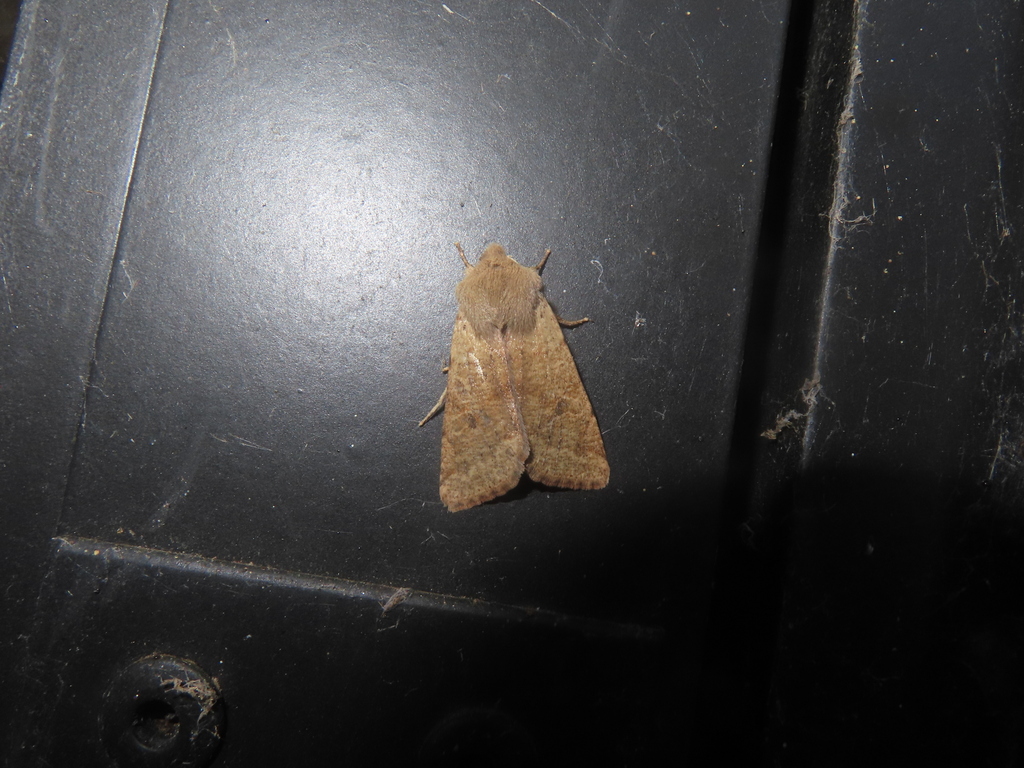 Orthosia pacifica, California species