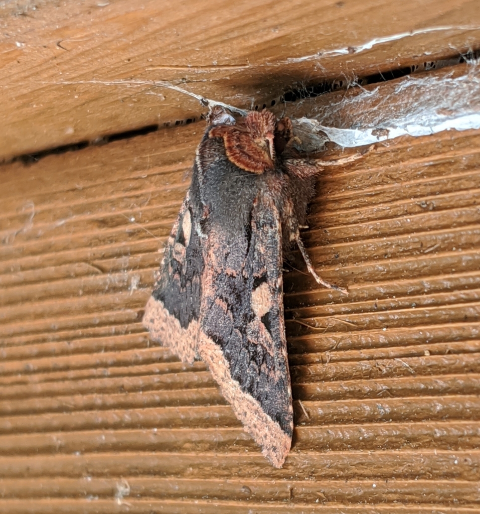 Orthosia praeses (Praeses Quaker), California species