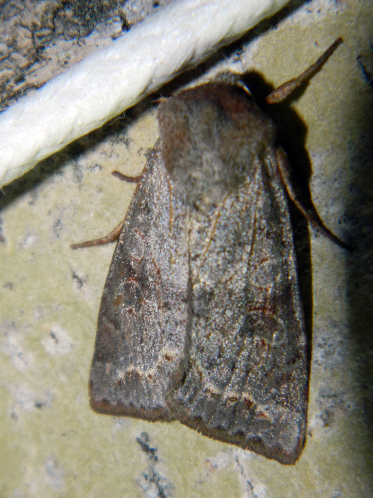 Orthosia revicta (Subdued Quaker), California species