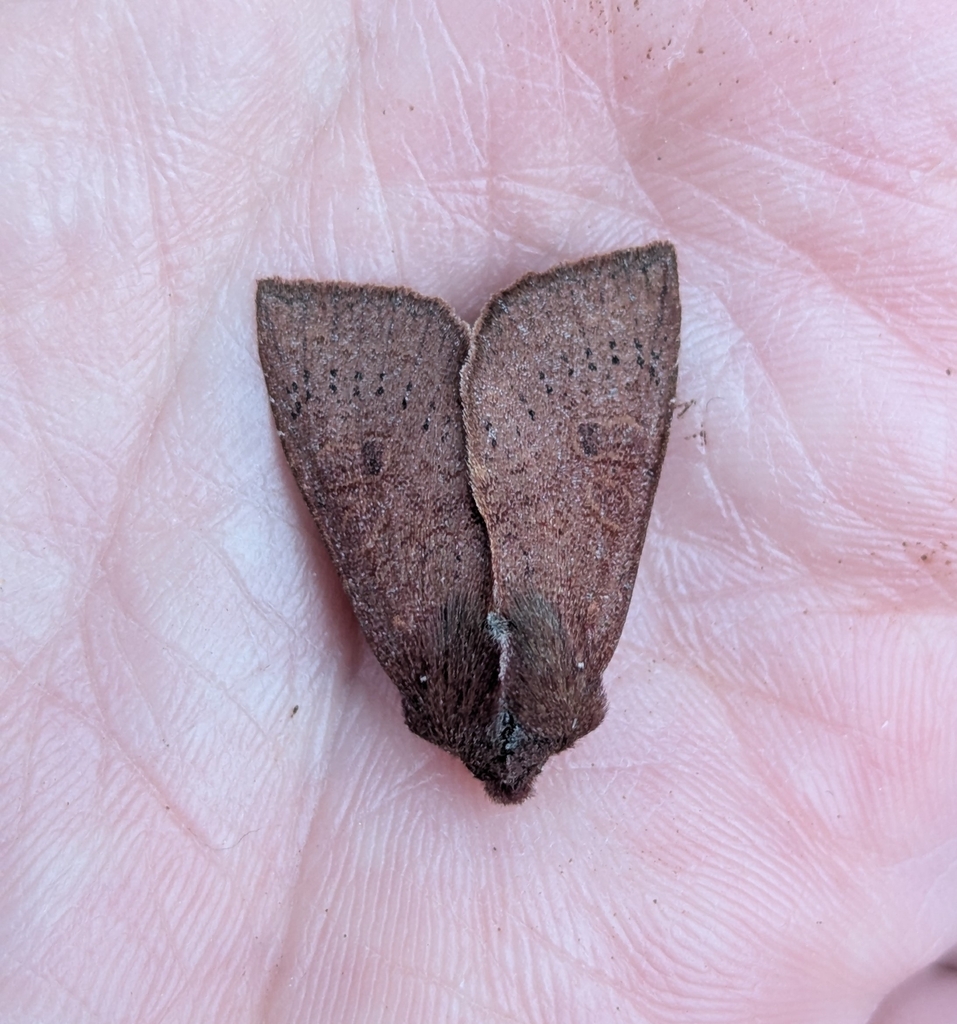 Orthosia transparens, California species