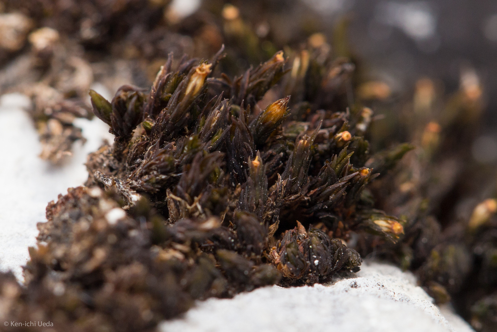 Orthotrichum kellmanii (Kellman's bristle moss), California species