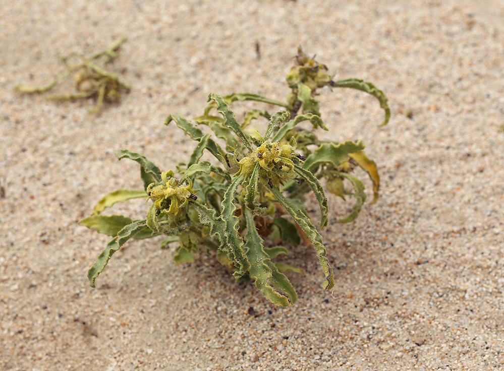 Oryctes nevadensis (Nevada oryctes), native California herb