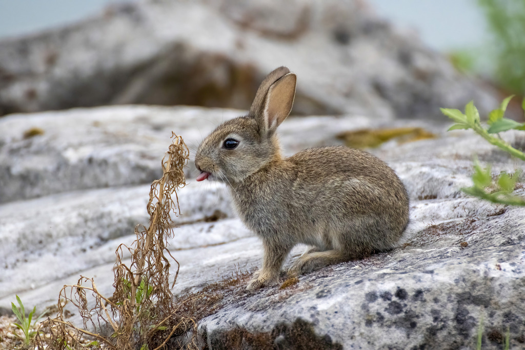 Oryctolagus cuniculus (European Rabbit), California species