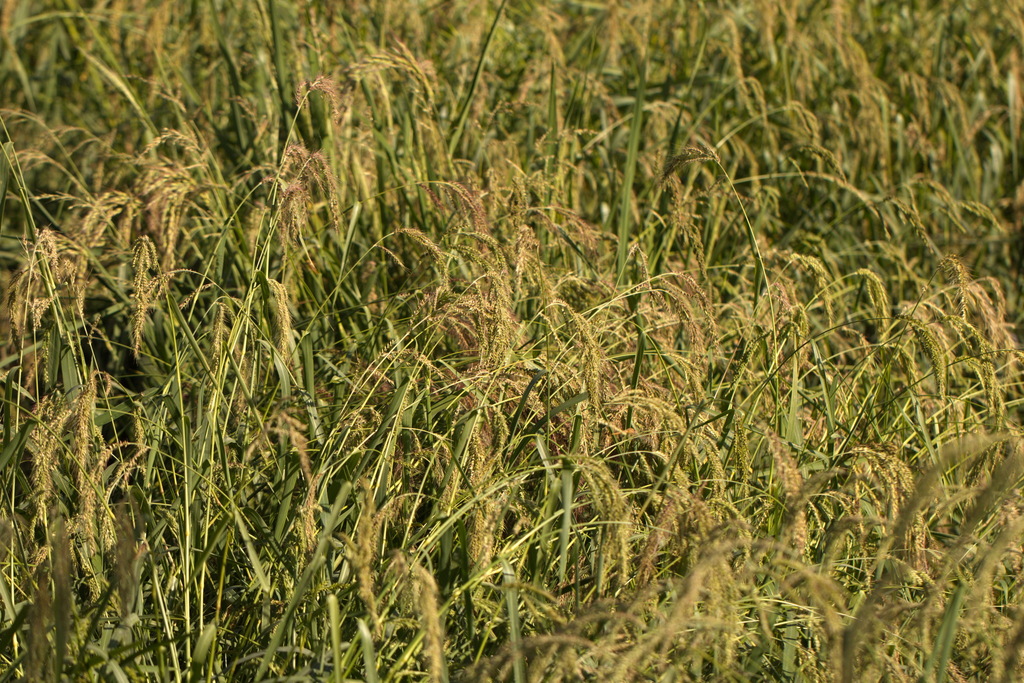 Oryza sativa (Domestic rice), non-native California grass