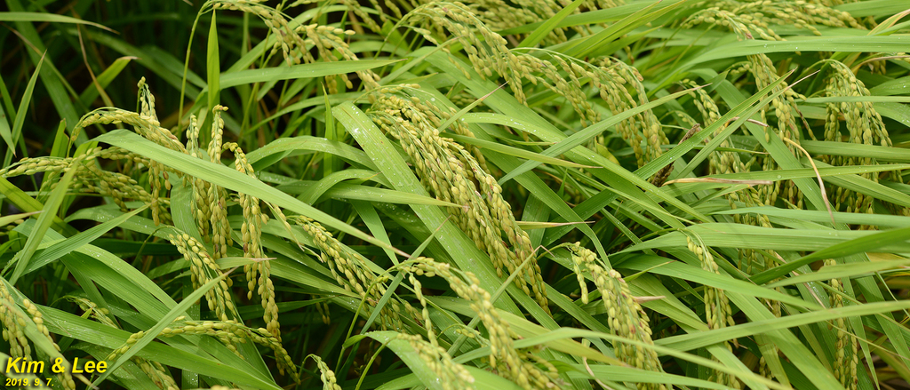 Oryza sp. (Rice), non-native California perennial