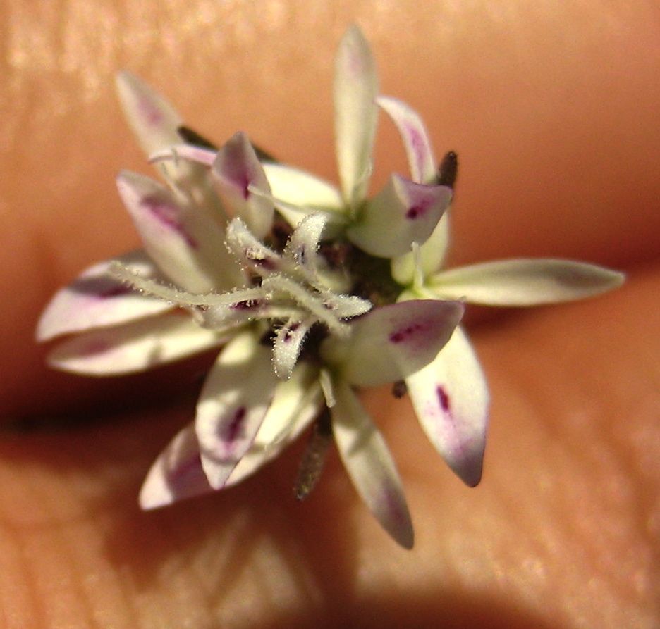 Osmadenia tenella (Osmadenia), native California herb