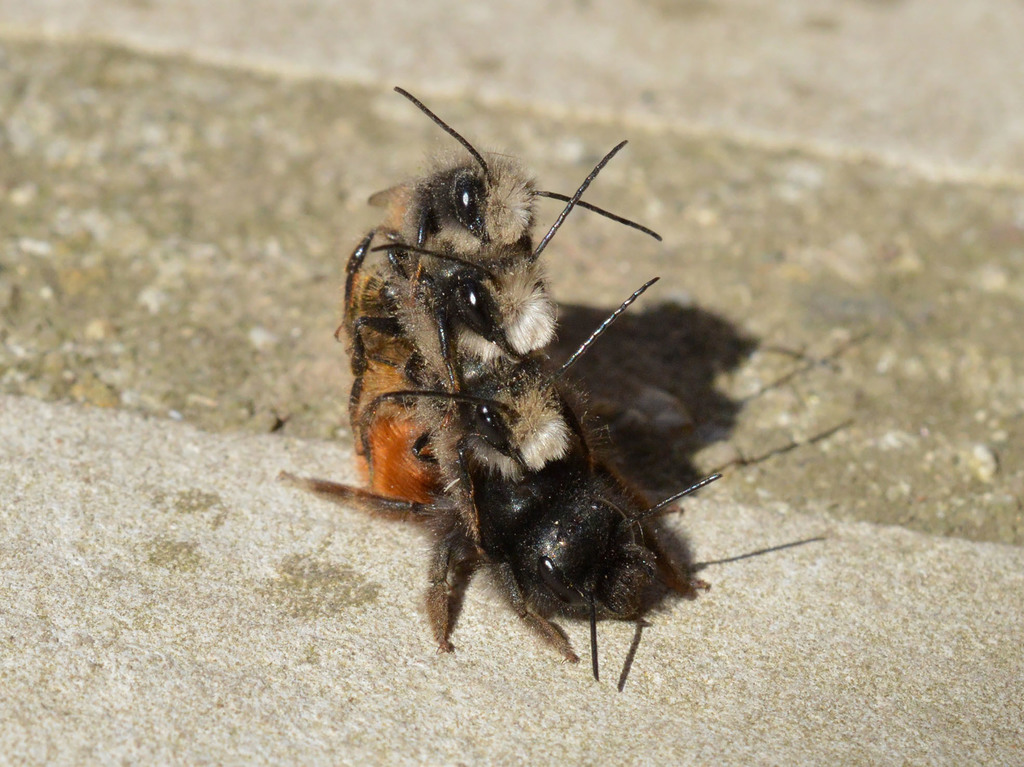 Osmia aglaia, California species