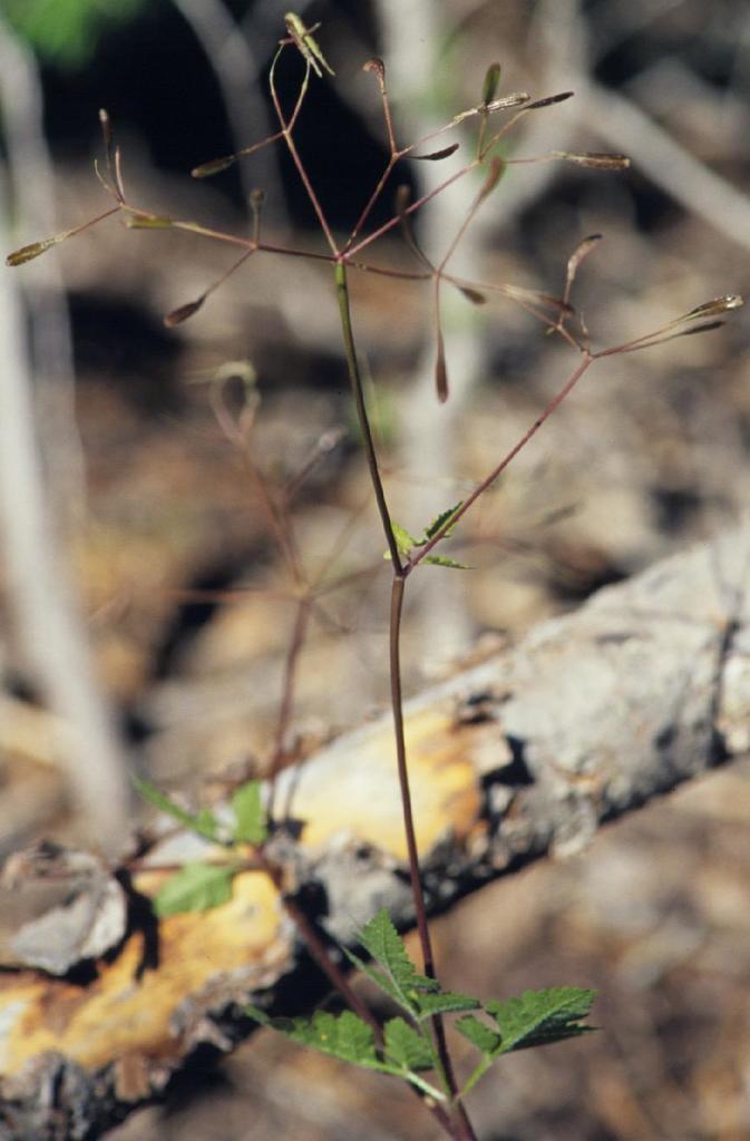 Osmorhiza berteroi (Sweetcicely), native California herb