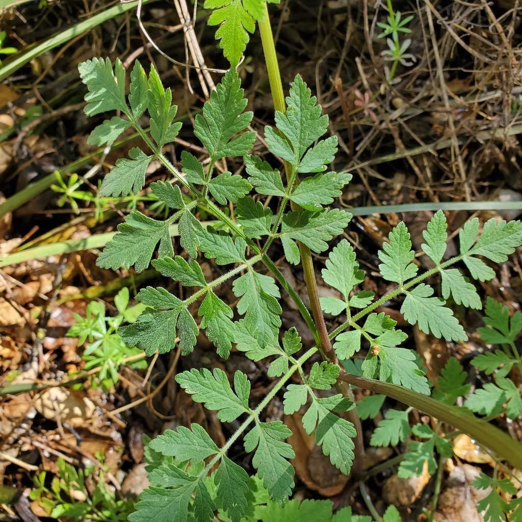 Osmorhiza brachypoda (California sweet cicely), native California herb