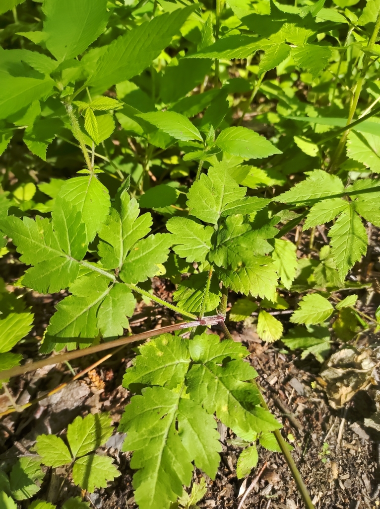 Osmorhiza depauperata (Blunt-fruited sweet-cicely), native California herb