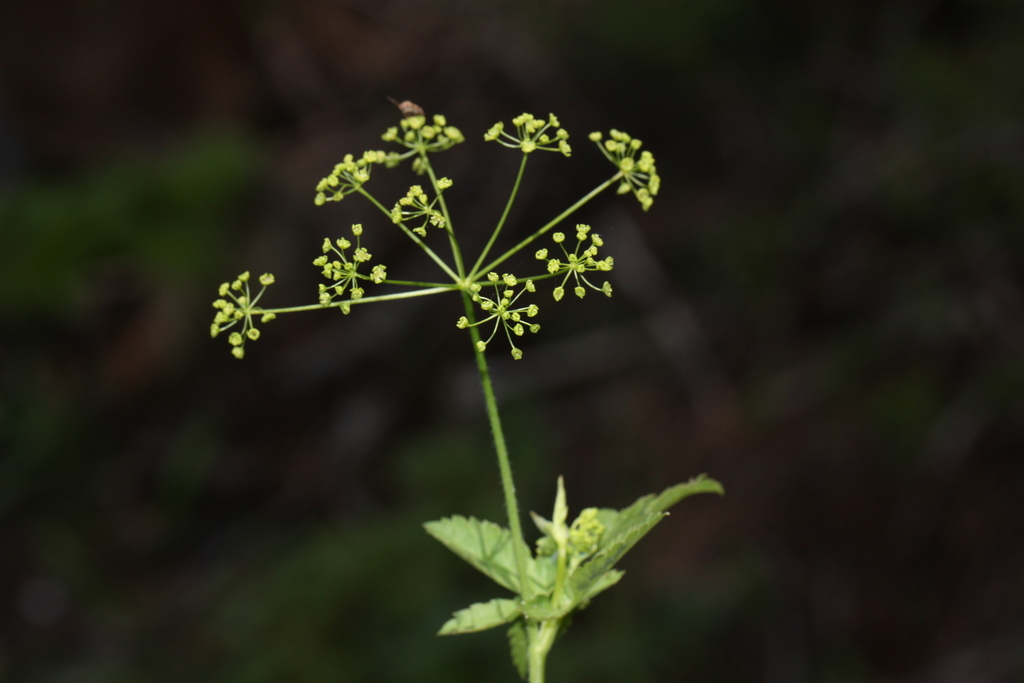 Osmorhiza occidentalis (Mountain sweet cicely), native California herb