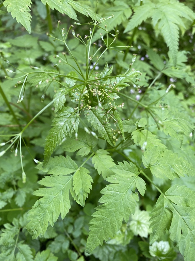 Osmorhiza purpurea (Purple sweet cicely), native California herb