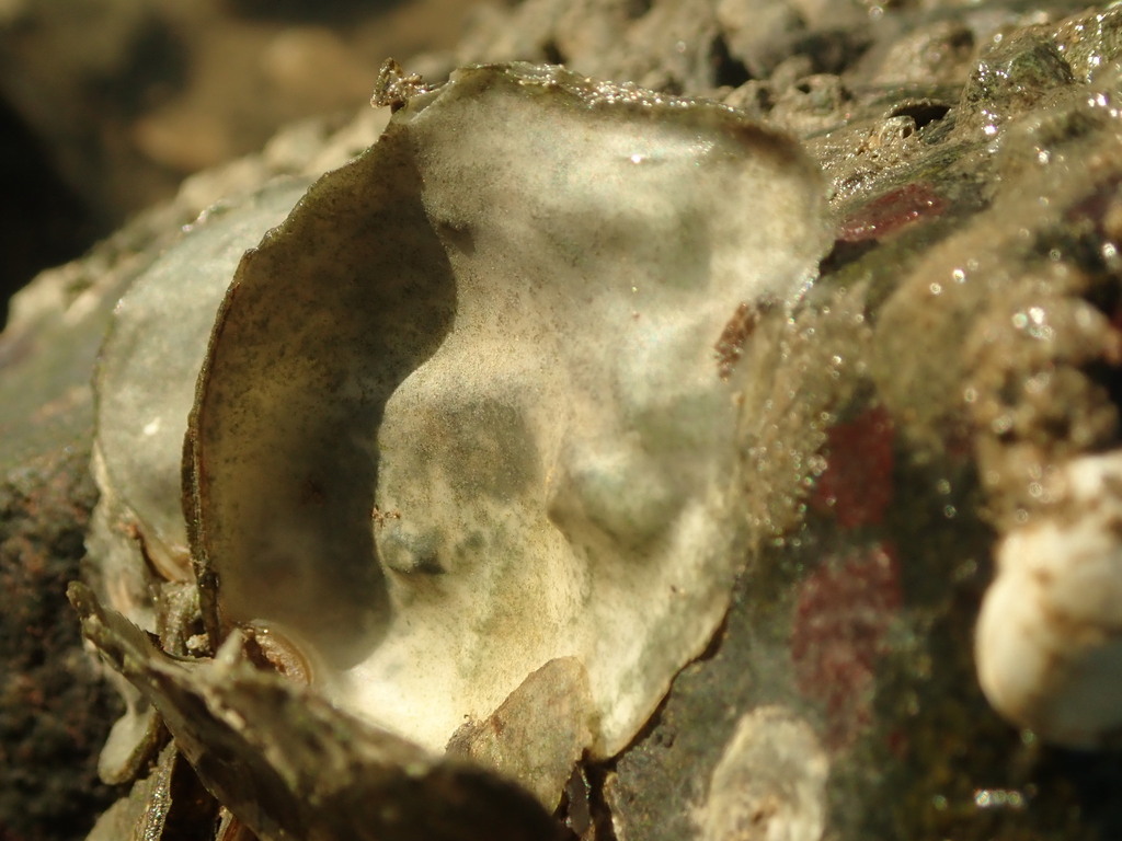 Ostrea lurida (Olympia Oyster), California species