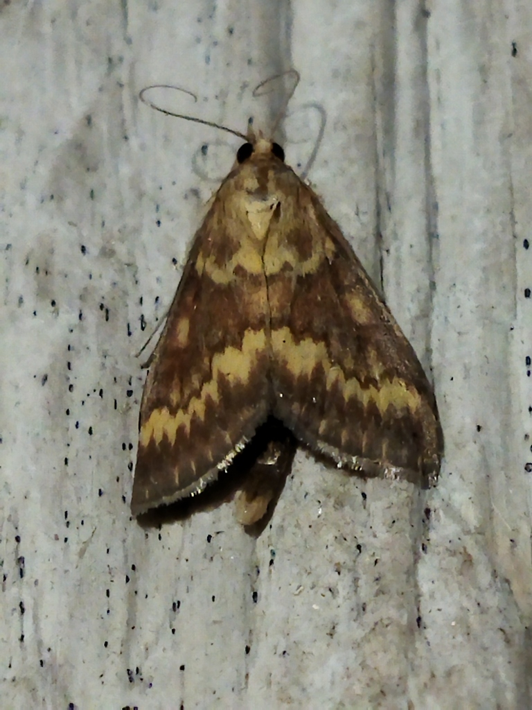 Ostrinia nubilalis (European Corn Borer Moth), California species