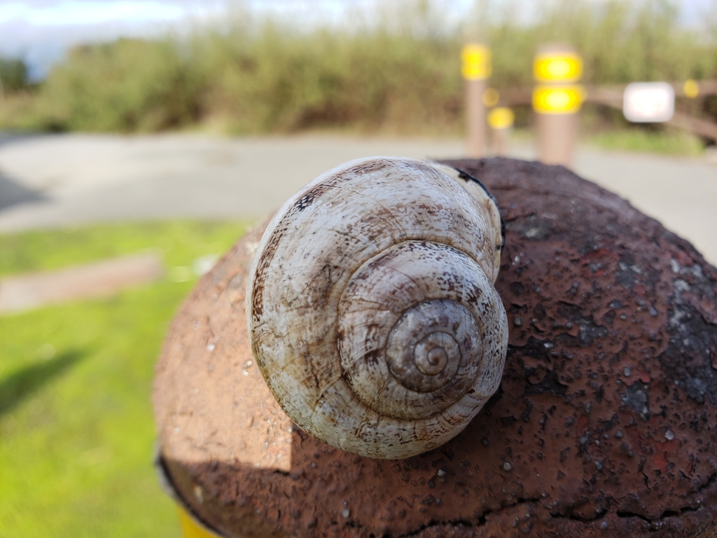 Otala lactea (Milk Snail), California species