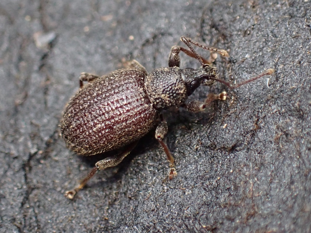 Otiorhynchus rugosostriatus (Rough strawberry root weevil), California species