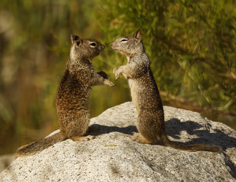 Otospermophilus beecheyi (California Ground Squirrel), California species
