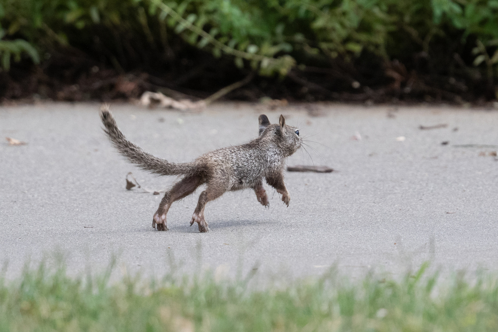 Otospermophilus douglasii (Douglas' Ground Squirrel), California species