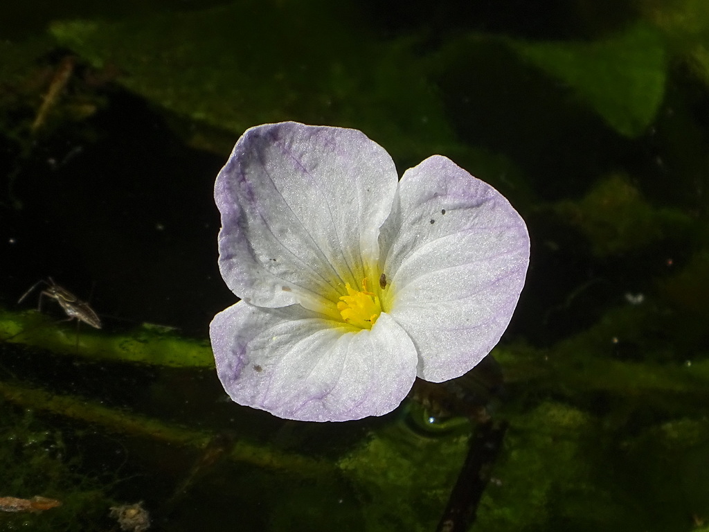 Ottelia alismoides (Duck lettuce), non-native California herb