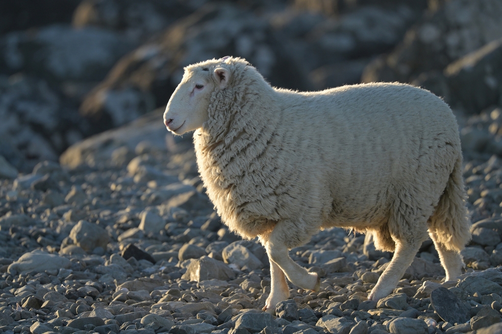 Ovis canadensis nelsoni pop. 2 (Peninsular Bighorn Sheep DPS), California species