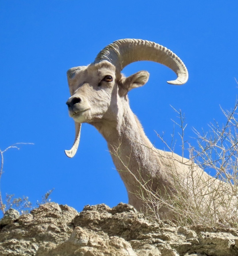 Ovis canadensis nelsoni (Peninsular Bighorn Sheep), California species