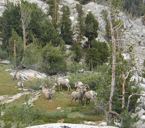 Ovis canadensis sierrae (Sierra Nevada bighorn sheep), California species