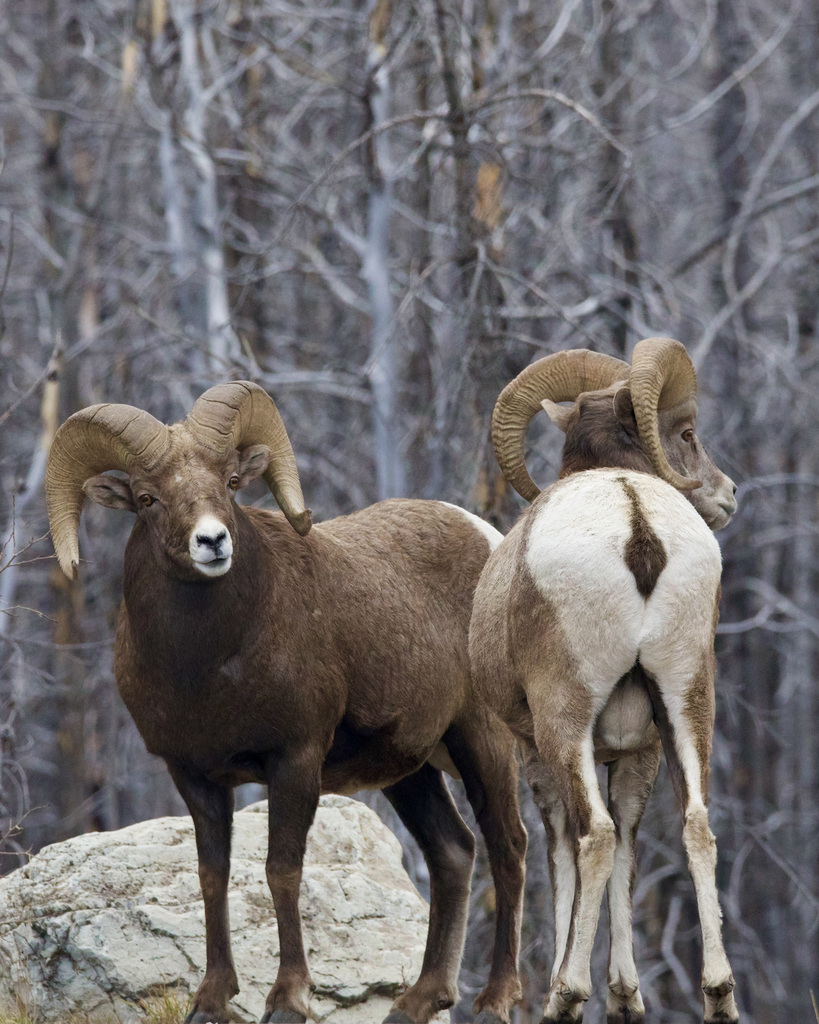 Ovis canadensis (Bighorn sheep), California species